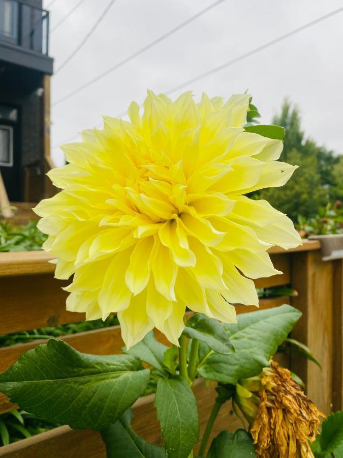 Lovely II Space Share A Room East York Canada トロント エクステリア 写真