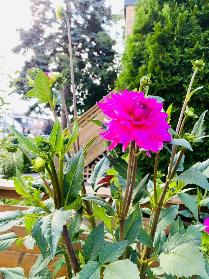 Lovely II Space Share A Room East York Canada トロント エクステリア 写真
